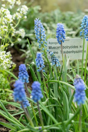 Saint Gallen, Switzerland, March 24, 2024 Muscari Botryoides or grape hyacinth flowers at the botanical garden