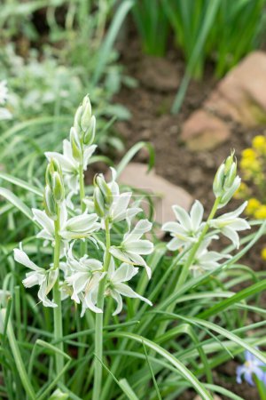 Saint Gallen, Switzerland, March 24, 2024 Ornithogalum Nutans or drooping star of Bethlehem flowers at the botanical garden