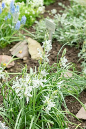 Saint Gallen, Switzerland, March 24, 2024 Ornithogalum Nutans or drooping star of Bethlehem flowers at the botanical garden