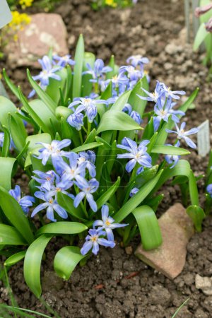 Saint-Gall, Suisse, 24 mars 2024 Chionodoxa Luciliae ou luciles gloire de la plante des neiges au jardin botanique
