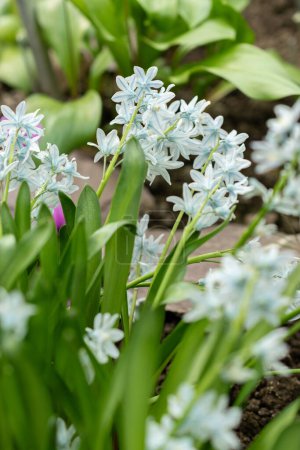 Saint Gallen, Switzerland, March 24, 2024 Puschkinia Scilloides or striped squill flowers at the botanical garden