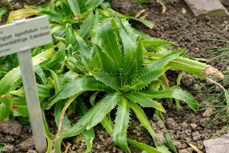 Saint-Gall, Suisse, 24 mars 2024 Eryngium Agavifolium plant au jardin botanique