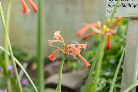 Saint-Gall, Suisse, 24 mars 2024 Fleur de Cyrtanthus Angustifolius au jardin botanique