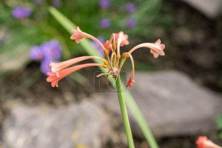 Saint-Gall, Suisse, 24 mars 2024 Fleur de Cyrtanthus Angustifolius au jardin botanique