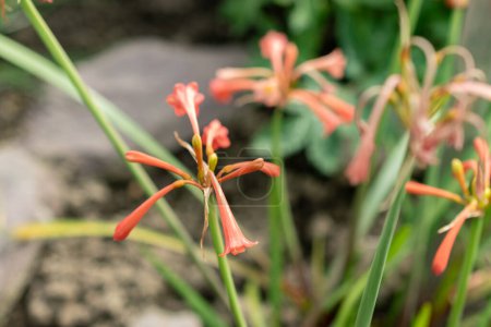 St. Gallen, Schweiz, 24. März 2024 Cyrtanthus Angustifolius Blume im Botanischen Garten
