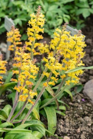 Saint Gallen, Switzerland, March 24, 2024 Lachenalia Orchioides or orchid like cape cowslip flowers at the botanical garden