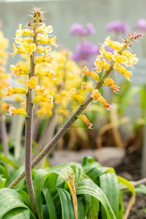 Saint Gallen, Switzerland, March 24, 2024 Lachenalia Orchioides or orchid like cape cowslip flowers at the botanical garden