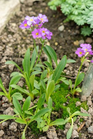Téléchargez les photos : Saint-Gall, Suisse, 24 mars 2024 Primula Ellisiae fleurs au jardin botanique - en image libre de droit