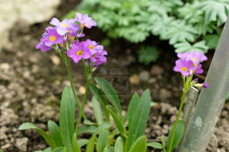 Téléchargez les photos : Saint-Gall, Suisse, 24 mars 2024 Primula Ellisiae fleurs au jardin botanique - en image libre de droit