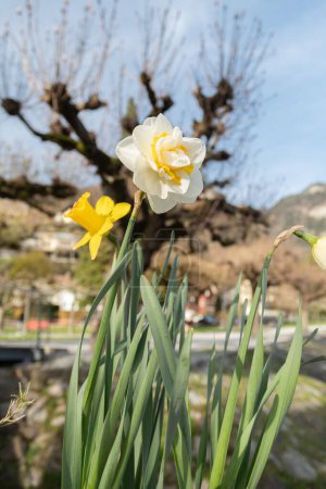 Weesen, Switzerland, March 22, 2024 Lovely daffodil flowers in a little park at the coast of the lake Walensee in spring time