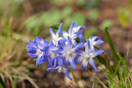 Zurich, Switzerland, March 30, 2024 Scilla Luciliae or bossiers glory of the snow flowers at the botanical garden