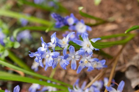 Zurich, Switzerland, March 30, 2024 Scilla Luciliae or bossiers glory of the snow flowers at the botanical garden