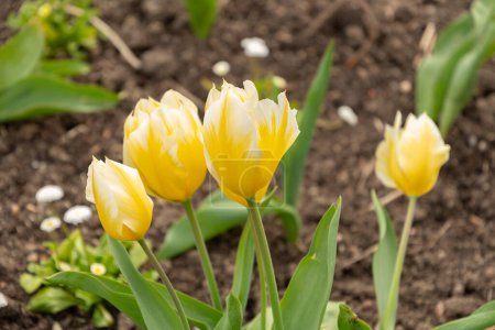 Zurich, Suisse, 30 mars 2024 Tulipa Fosteriana fleurit au jardin botanique