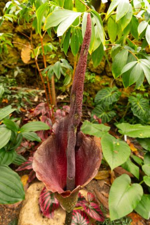 Zurich, Switzerland, March 30, 2024 Amorphophallus Konjac or devils tongue plant at the botanical garden