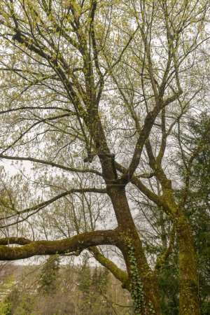 Zurich, Suiza, 30 de marzo de 2024 Acer Negundo o box elder tree en el jardín botánico