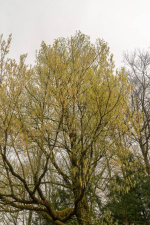 Zurich, Suiza, 30 de marzo de 2024 Acer Negundo o box elder tree en el jardín botánico