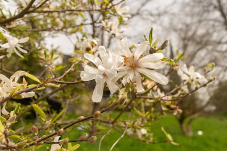 Photo for Zurich, Switzerland, March 30, 2024 Magnolia Stellata or star magnolia plant at the botanical garden - Royalty Free Image