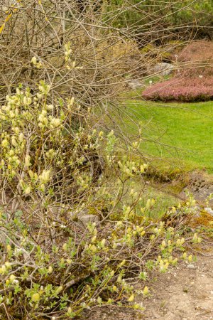 Saint Gallen, Switzerland, April 7, 2024 Salix Hastata or halberd willow plant at the botanical garden