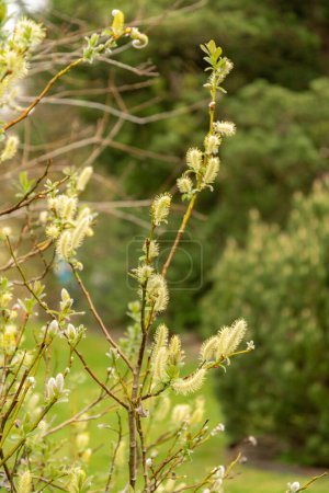Saint Gallen, Suiza, 7 de abril de 2024 Salix Hastata o planta de sauce alabarda en el jardín botánico