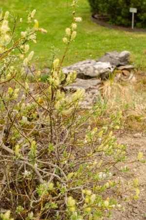 St. Gallen, Schweiz, 7. April 2024 Salix Hastata oder Hellebardenweidenpflanze im Botanischen Garten