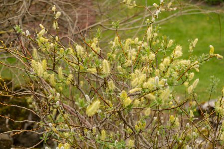 Téléchargez les photos : Saint-Gall, Suisse, 7 avril 2024 Salix Hastata ou saule hallebarde au jardin botanique - en image libre de droit