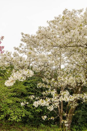 Saint Gallen, Switzerland, April 7, 2024 Prunus Serrulata or japanese cherry Jo-nioi plant at the botanical garden