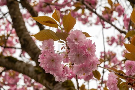 Saint Gallen, Suiza, 7 de abril de 2024 Prunus Serrulata o planta japonesa de cereza Kanzan en el jardín botánico