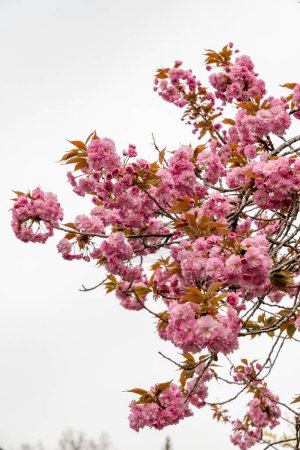 St. Gallen, Schweiz, 7. April 2024 Prunus Serrulata oder japanische Kirschkernpflanze im Botanischen Garten