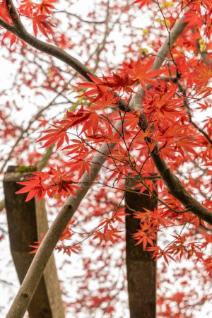 Saint Gallen, Switzerland, April 7, 2024 Acer Palmatum or japanese maple tree at the botanical garden