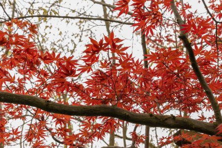 Saint Gallen, Switzerland, April 7, 2024 Acer Palmatum or japanese maple tree at the botanical garden