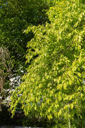 Saint Gallen, Suiza, 27 de abril de 2024 Carpinus Betulus o árbol común de carpe en el jardín botánico