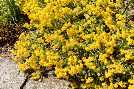 Saint-Gall, Suisse, 27 avril 2024 Alyssum Plante saxatile au jardin botanique