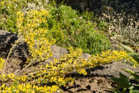 St. Gallen, Schweiz, 27. April 2024 Chamaecytisus Hirsutus oder haarige Ginsterpflanze im Botanischen Garten