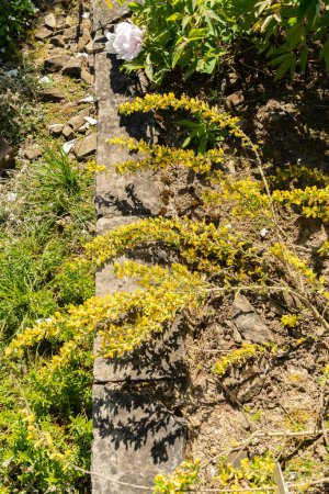 St. Gallen, Schweiz, 27. April 2024 Chamaecytisus Hirsutus oder haarige Ginsterpflanze im Botanischen Garten