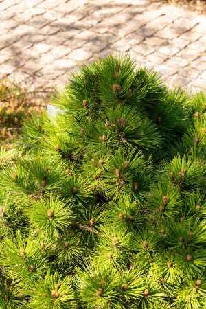 Saint Gallen, Switzerland, April 27, 2024 Pinus Heldreichii or bosnian pine plant at the botanical garden