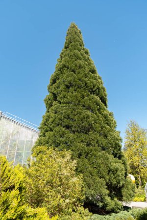 Saint Gallen, Switzerland, April 27, 2024 Sequoiadendron Giganteum or giant redwood tree at the botanical garden