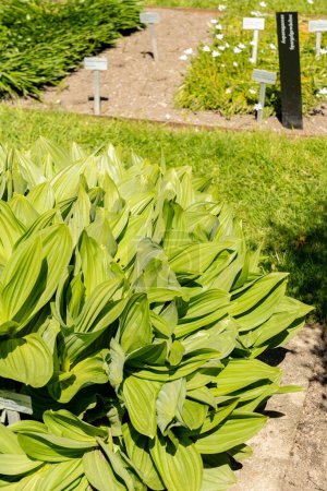Saint-Gall, Suisse, 27 avril 2024 Veratrum Californicum ou californie plante de lis de maïs au jardin botanique