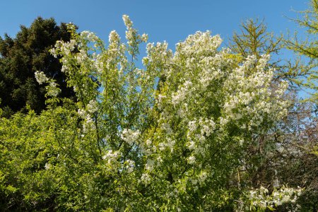 St. Gallen, Schweiz, 27. April 2024 Malus Baccata oder sibirischer Krabbenapfelbaum im Botanischen Garten