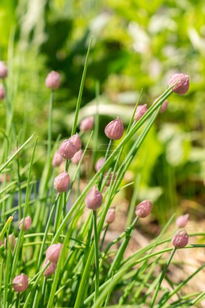 Zürich, Schweiz, 1. Mai 2024 Allium Schoenoprasum oder Schnittlauchpflanze im Botanischen Garten