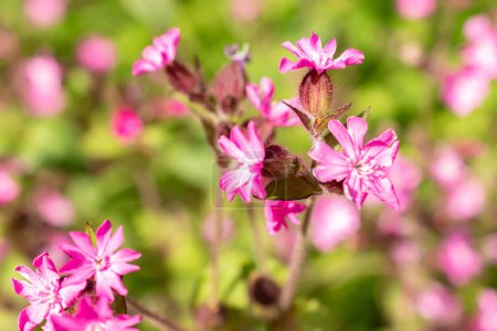 Photo for Zurich, Switzerland, May 1, 2024 Silene Dioica or red campion plant at the botanical garden - Royalty Free Image