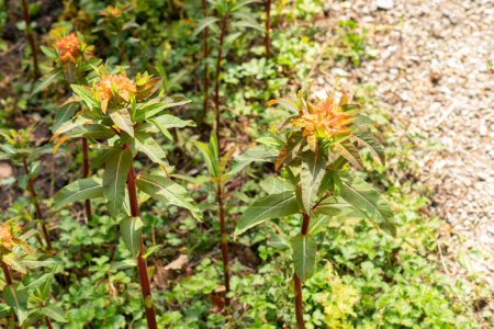 Zürich, Schweiz, 1. Mai 2024 Euphorbia Griffithii oder Wolfsmilchpflanze im Botanischen Garten