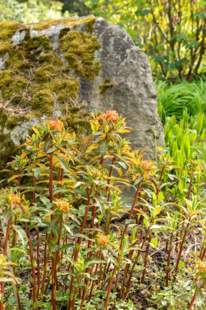 Photo for Zurich, Switzerland, May 1, 2024 Euphorbia Griffithii or griffiths spurge plant at the botanical garden - Royalty Free Image