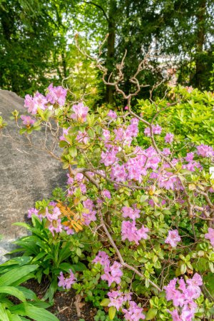 Zürich, Schweiz, 1. Mai 2024 Rhododendron Hybridum Pflanze im Botanischen Garten