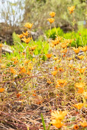 Zurich, Switzerland, May 1, 2024 Dimorphotheca Sinuata or glandular cape marigold plant at the botanical garden