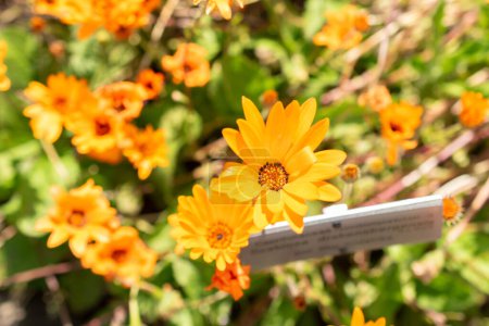 Zurich, Switzerland, May 1, 2024 Dimorphotheca Sinuata or glandular cape marigold plant at the botanical garden