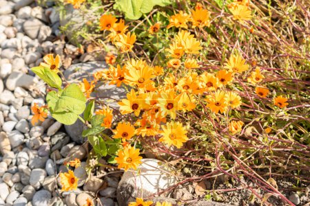 Zurich, Suisse, 1 Mai 2024 Dimorphotheca Sinuata or glandular cape marigold plant at the botanical garden