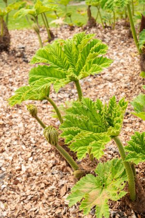 Photo for Zurich, Switzerland, May 1, 2024 Gunnera Tinctoria or giant rhubarb plant at the botanical garden - Royalty Free Image
