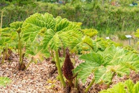 Photo for Zurich, Switzerland, May 1, 2024 Gunnera Tinctoria or giant rhubarb plant at the botanical garden - Royalty Free Image