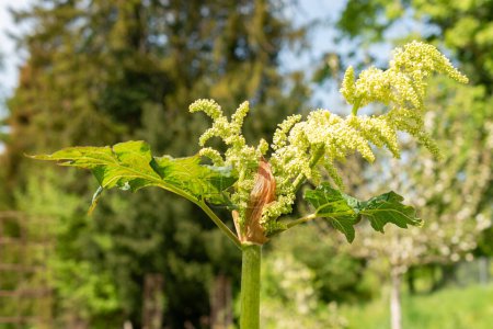 Zurich, Switzerland, May 1, 2024 Rheum Officinale or chinese rhubarb plant at the botanical garden