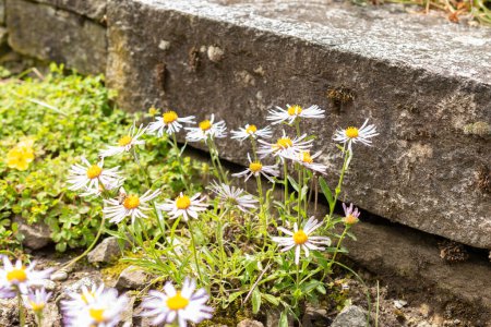 Téléchargez les photos : Saint-Gall, Suisse, 18 Mai, 2024 Aster Farreri fleurs au jardin botanique - en image libre de droit